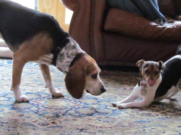 Great Island Kennel- Downward Dog